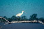 Photo of Platalea flavipes (yellow-billed spoonbill) - Queensland Government,1977