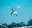 Photo of Platalea flavipes (yellow-billed spoonbill) - Queensland Government,1977