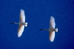 Photo of Platalea flavipes (yellow-billed spoonbill) - Queensland Government