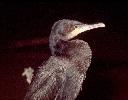 Photo of Phalacrocorax carbo (great cormorant) - Queensland Government,1977