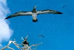 Photo of Sula leucogaster (brown booby) - Queensland Government