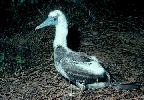 Photo of Sula leucogaster (brown booby) - Queensland Government,1976