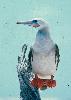 Photo of Sula sula (red-footed booby) - Queensland Government,1986