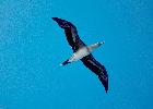 Photo of Sula sula (red-footed booby) - Queensland Government,1991
