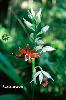 Photo of Phaius australis () - Queensland Herbarium, DES