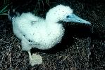 Photo of Sula dactylatra (masked booby) - Queensland Government,1976