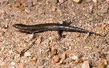 Photo of Proablepharus tenuis (northern soil-crevice skink) - Dollery, C.,Colin Dollery,2004