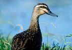 Photo of Anas superciliosa (Pacific black duck) - Queensland Government