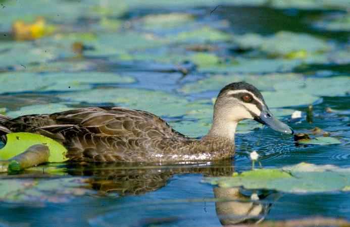 Pacific Black Duck - The Australian Museum