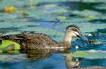 Photo of Anas superciliosa (Pacific black duck) - Queensland Government