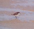 Photo of Charadrius ruficapillus (red-capped plover) - Queensland Government,1977