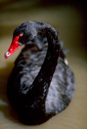 Species profile—Cygnus atratus (black swan) | Environment, land and ...