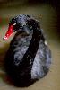 Photo of Cygnus atratus (black swan) - Queensland Government,1989