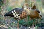 Photo of Dendrocygna eytoni (plumed whistling-duck) - Queensland Government,1988