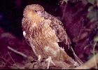 Photo of Haliastur sphenurus (whistling kite) - Queensland Government