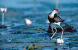 Photo of Irediparra gallinacea (comb-crested jacana) - Queensland Government,1986