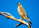 Photo of Falco berigora (brown falcon) - Queensland Government,1985
