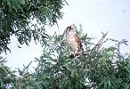 Photo of Falco berigora (brown falcon) - Queensland Government,1988