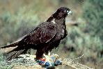 Photo of Falco subniger (black falcon) - Queensland Government