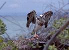 Photo of Pandion cristatus (eastern osprey) - Queensland Government,2000