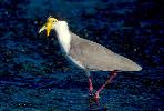 Photo of Vanellus miles miles (masked lapwing (northern subspecies)) - Queensland Government,1977