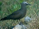 Photo of Anous stolidus (common noddy) - Queensland Government
