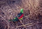 Photo of Aprosmictus erythropterus (red-winged parrot) - Queensland Government,1981