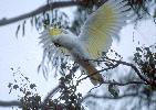 Photo of Cacatua galerita (sulphur-crested cockatoo) - Queensland Government
