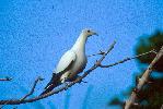 Photo of Ducula bicolor (pied imperial-pigeon) - Queensland Government,1991
