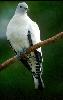 Photo of Ducula bicolor (pied imperial-pigeon) - Queensland Government