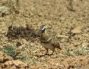 Photo of Geophaps plumifera (spinifex pigeon) - Queensland Government