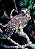 Photo of Ninox boobook (southern boobook) - Queensland Government