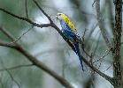 Photo of Platycercus adscitus palliceps (pale-headed rosella (southern form)) - Queensland Government