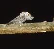 Photo of Podargus strigoides (tawny frogmouth) - Queensland Government,1985
