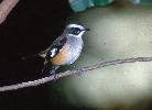 Photo of Poecilodryas superciliosa (white-browed robin) - Queensland Government,1987