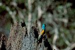 Photo of Psephotus chrysopterygius (golden-shouldered parrot) - Queensland Government
