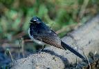 Photo of Rhipidura leucophrys leucophrys (willie wagtail (southern)) - Queensland Government,1988