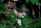 Photo of Rhipidura rufifrons (rufous fantail) - Queensland Government,1987