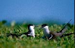 Photo of Onychoprion anaethetus (bridled tern) - Queensland Government,1986