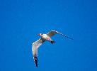 Photo of Hydroprogne caspia (Caspian tern) - Queensland Government