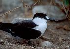 Photo of Onychoprion fuscatus (sooty tern) - Queensland Government,1991