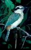 Photo of Todiramphus pyrrhopygius (red-backed kingfisher) - Queensland Government