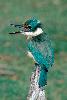 Photo of Todiramphus sanctus (sacred kingfisher) - Queensland Government