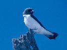Photo of Artamus leucorynchus (white-breasted woodswallow) - Queensland Government