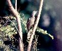 Photo of Chlamydera nuchalis (great bowerbird) - Queensland Government,1977