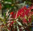 Photo of Myzomela sanguinolenta (scarlet honeyeater) - Queensland Government