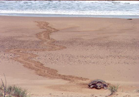 species-profile-caretta-caretta-loggerhead-turtle-environment-land