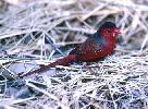 Photo of Neochmia phaeton (crimson finch) - Queensland Government