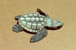 Photo of Caretta caretta (loggerhead turtle) - Queensland Government,1979