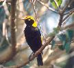 Photo of Sericulus chrysocephalus (regent bowerbird) - Queensland Government